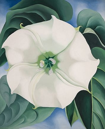 Jimson Weed White Flower © Georgia O'Keefe Museum