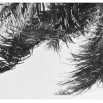 Wenn der Wind weht © KUNST HAUS WIEN. Museum Hundertwasser