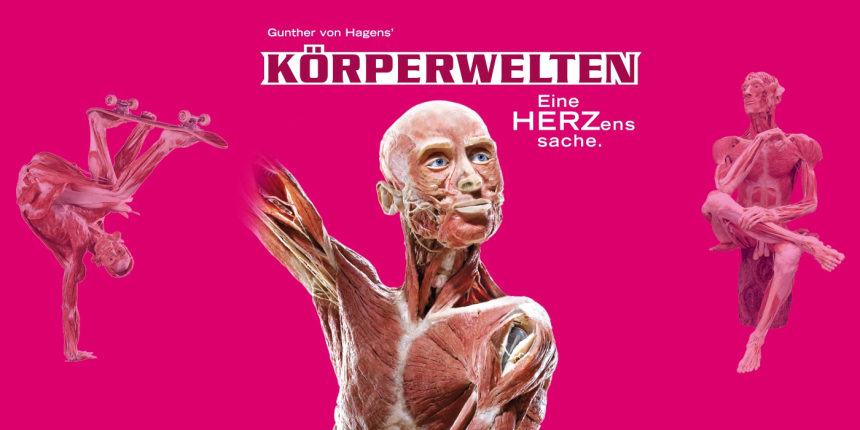 KÖRPERWELTEN - HERZenssache © Gunther Hagens KÖRPERWELTEN